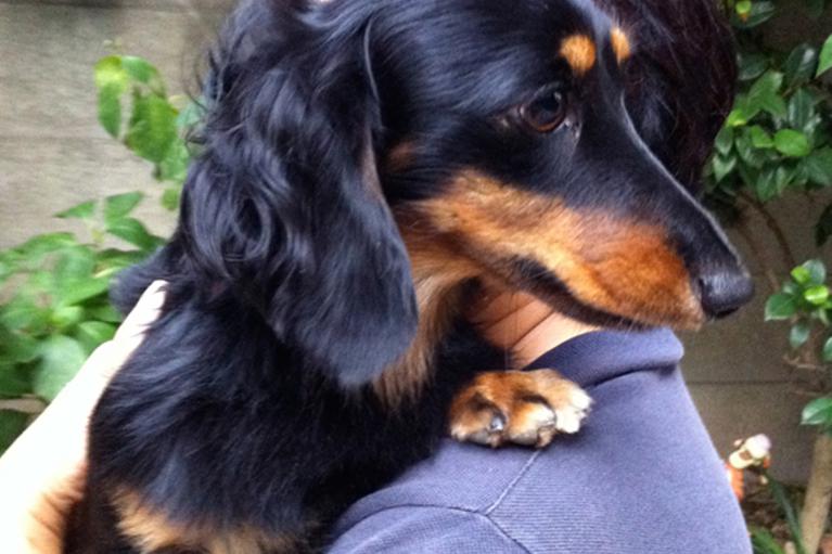 ジャック（ミニチュアダックスフンド）